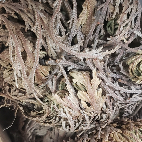 Rose Of Jericho - Picture 6 of 8